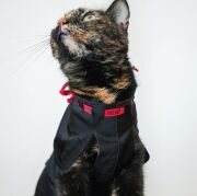 Petsuit Yara Koruyucu Korse XL