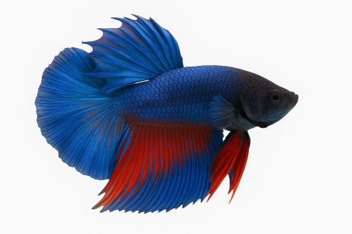 Betta Yemleri
