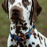 Ezydog 04829 Double Up Collar Denım L Köpek Boyun Tasması