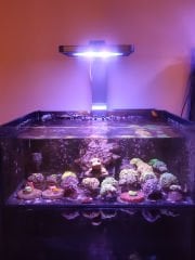 IKIGAI v2 Led Armatür ve Aquareef RMS Kit - Deniz Akvaryumu