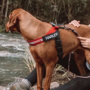 Ezydog 04652 Harness Express Red L Köpek Göğüs Tasması