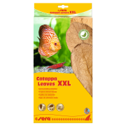 Sera Catappa Yaprağı XXL 32 Cm 10 Adet