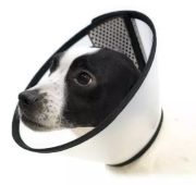 Pawise Pet Elizabeth Yakalık S 26-33 / 12.5 cm