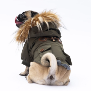 PawStar Haki Charles Küçük Irk Köpek Yağmurluk Large