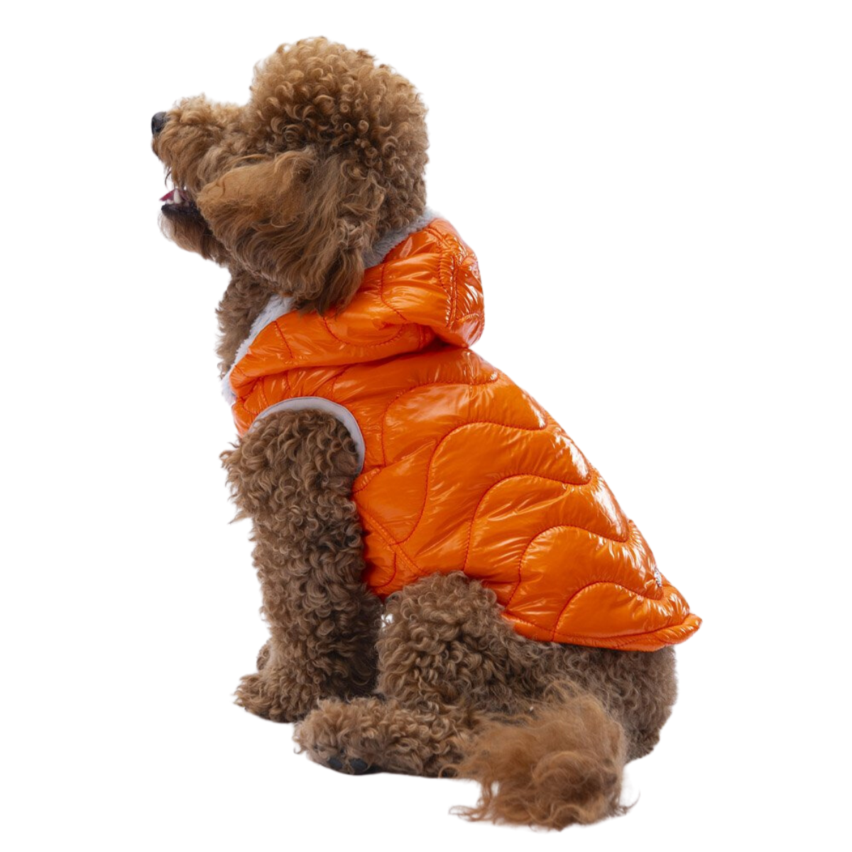 PawStar Turuncu Light Wave Küçük Irk Köpek Yelek Large