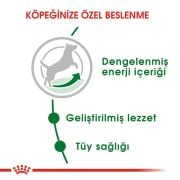 Royal Canin Mini Adult 8 kg Köpek Maması