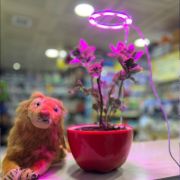 AquaReef Angel Grow Led Saplama Çubuklu Aydınlatma