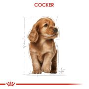 Royal Canin Cocker Puppy 3 Kg Yavru Köpek Irk Maması