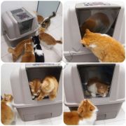 Catit SmartSift Otomatik Kedi Tuvaleti