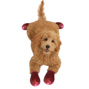 Alphadog Köpek Galoşu Tiny Kırmızı XXS