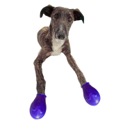 Alphadog Köpek Galoşu Mavi XXS