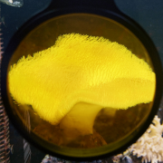Flipper - DeepSee Viewer 4'' - Orange Filter Lens