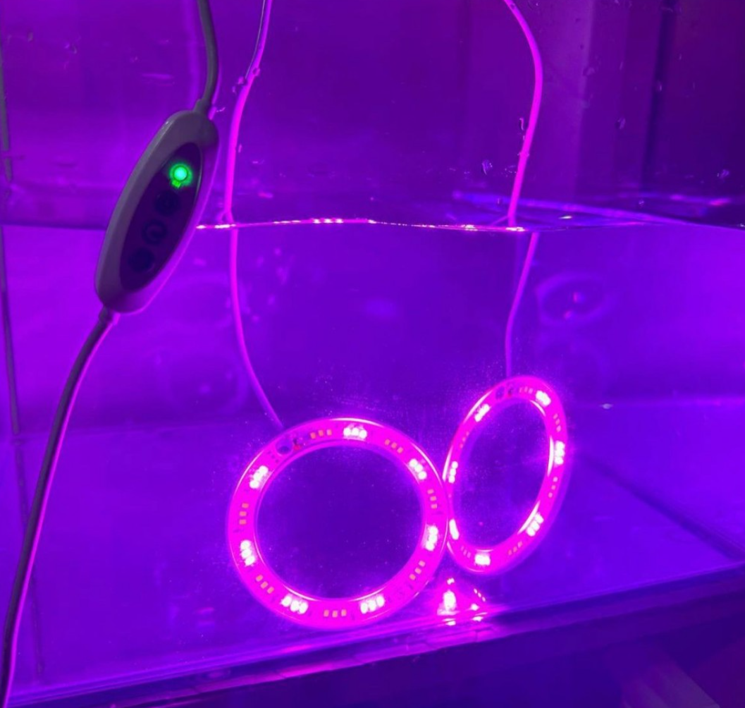 AquaReef - Angel Grow Led  ( ÇİFTLİ )
