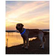 Trixie Işıklı Köpek Boyun Tasması L - XL Mavi- 18 Mm - 70 Cm