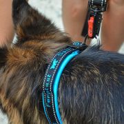 Ferplast Sport Dog C15/35 Reflect Köpek Boyun Tasma- Mavi