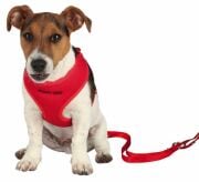Trixie Yavru Köpek Göğüs Tasması Ve Kayışı  33-47cm 2M-10mm
