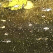 Jbl Artemioset Complete Breeding Kit