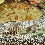 Jbl Pronovo Botia Tab M 1000 ml