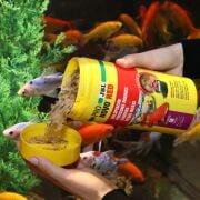 Jbl Pronovo Red Flakes M 1000 ml