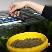 Jbl Pronovo Pleco Wafer M 5,5 L 2900 gr